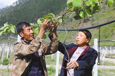 布巴村未来繁荣蓝图，最新发展规划揭秘